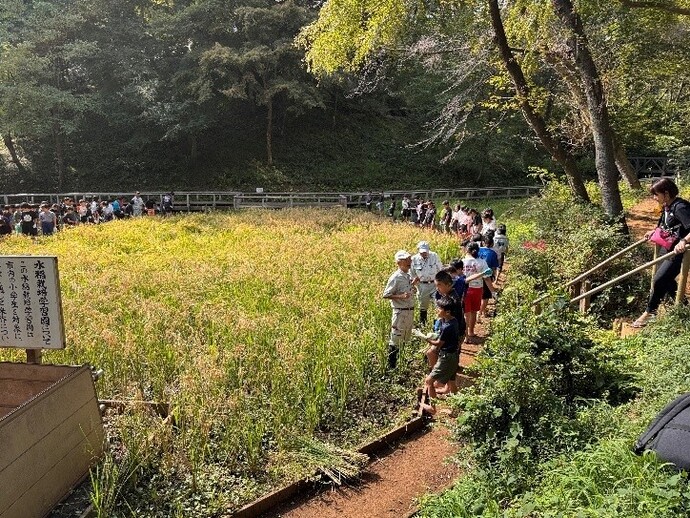 稲刈りをする八小の5年生