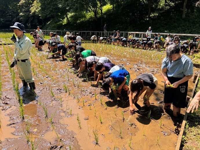 田植えをする八小の5年生