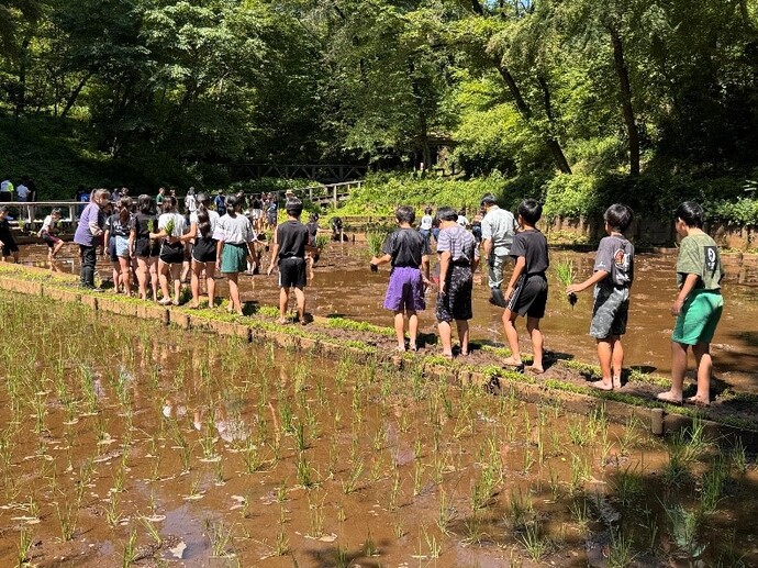 田植えをする八小の5年生